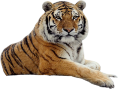 Tiger, Wildlife, Jungle, Feline, Endangered PNG