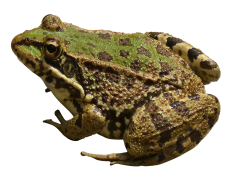 Toads, Ecosystem, Conservation, Habitat, Nature PNG