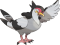 Tranquill Pokemon, Flying Type, Gentle Wings, Bird Pokemon, Soothing Presence PNG