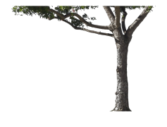Trunk, Tree, Bark, Leaves, Nature PNG