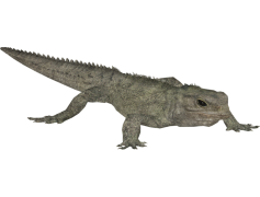 Tuataras, Ancient, Endemic, Unique, Reptiles PNG