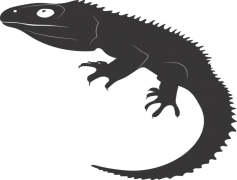 Tuataras, Reptiles, Wildlife, Conservation, Endemic PNG