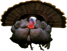 Turkey PNG Photos