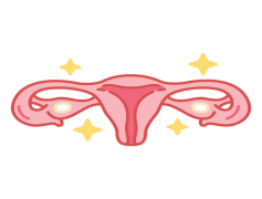 Uterus, Anatomy, Reproductive, Organ, Female PNG