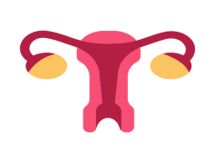 Uterus, Gestation, Biology, Female, Health PNG