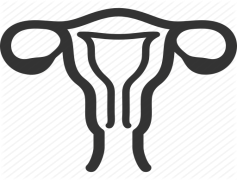 Uterus, Women, Organs, Anatomy, Health PNG