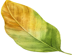 Vector Autumn Leaf, Colorful Leaves, Nature Element, Autumn Vibes, Fall Foliage PNG