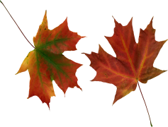 Vector Autumn Leaf, Fall Foliage, Nature Elements, Seasonal Nature, Colorful Leaves PNG