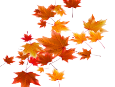 Vector Autumn Leaf Falling, Nature, Breeze, Leaf, Seasonal PNG