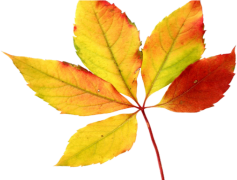 Vector Autumn Leaf, Leafy, Warmth, Seasonal, Fall PNG