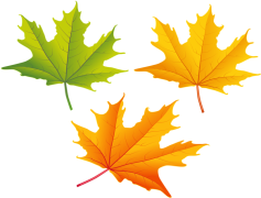 Vector Autumn Leaf, Nature Elements, Botanical Art, Warm Tones, Seasonal Decor PNG