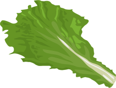Vector Green Lettuce, Farm Fresh, Salad Ingredient, Fresh Produce, Organic Vegetable PNG