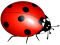 Vector Ladybug Insect, Cute Beetle, Garden Pest, Entomology Study, Black Spots PNG