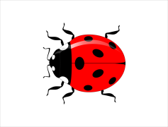 Vector Ladybug Insect, Garden, Red, Invertebrate, Entomology PNG