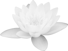 Vector Lotus Flower, Spiritual Icon, Nature Element, Floral Symbol, Serenity Theme PNG