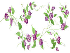 Vine, Decor, Growth, Climbing, Foliage PNG