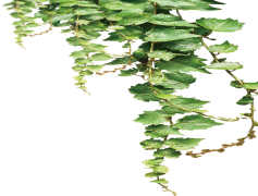 Vine, Growth, Nature, Climbing, Plant PNG