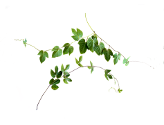 Vine, Organic, Leafy, Climbing, Plant PNG