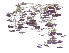 Vine, Organic, Plant, Nature, Climbing PNG