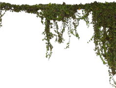 Vine, Twine, Plant, Organic, Climbing PNG