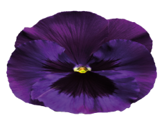 Violet, Beauty, Color, Nature, Flower PNG