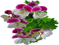 Violet, Beauty, Nature, Flower, Petals PNG