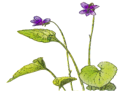 Violet, Bloom, Nature, Color, Plant PNG