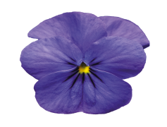 Violet, Nature, Petals, Floral, Bloom PNG