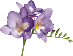 Violet, Petal, Plant, Flower, Bloom PNG