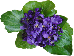 Violet, Plant, Bloom, Aesthetic, Nature PNG
