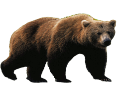 Walking Bear, Freedom, Strength, Adventure, Nature PNG
