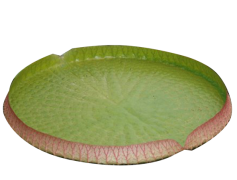 Water Lily, Nature, Greenery, Pond, Tranquil PNG