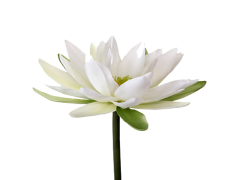 Water Lily, Nature, Serenity, Flower, Pond PNG