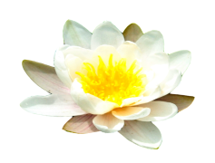 Water Lily, Serenity, Pond, Aquatic, Green PNG