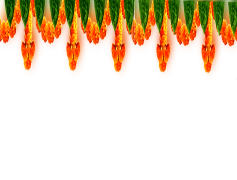 Wedding, Rings, Family, Ceremony, Togetherness PNG