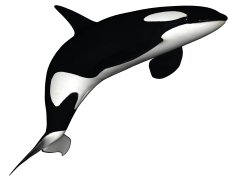 Whale, Ocean, Sea, Nature, Mammal PNG