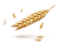 Wheat, Baking, Cereal, Flour, Agriculture PNG
