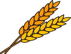 Wheat, Cereal, Crop, Flour, Agriculture PNG