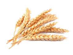 Wheat, Cereal, Harvest, Flour, Bread PNG