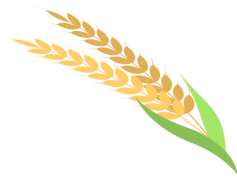 Wheat, Crop, Cereal, Harvest, Agriculture PNG
