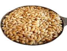 Wheat, Crop, Grain, Agriculture, Cereal PNG