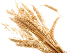 Wheat, Flour, Harvest, Bread, Grain PNG