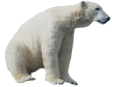 White Bear, Arctic, Conservation, Habitat, Nature PNG