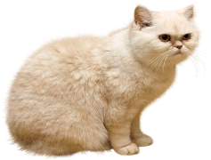 White Cat PNG