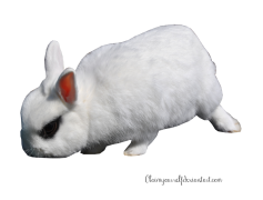 White Rabbit PNG Transparent Image