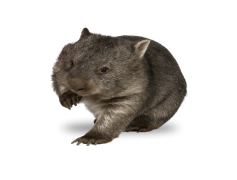 Wombat, Animal, Herbivore, Australia, Nocturnal PNG