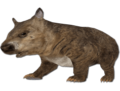 Wombat, Australia, Marsupial, Animal, Cute PNG