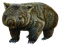 Wombat, Burrow, Animal, Herbivore, Cute PNG
