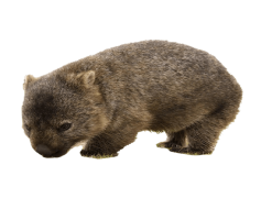 Wombat, Herbivore, Thick Fur, Marsupial, Nocturnal PNG