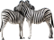 Zebras, Herd, Equine, Wildlife, Nature PNG